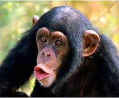 chimp2.jpg