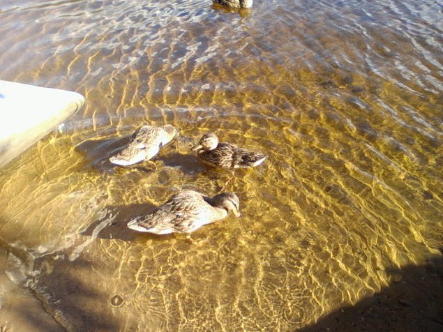ducks-09-05-13_17.36.jpg